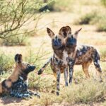 Excellent viewing of Wild Dog pack at Tswalu