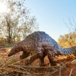 Exciting sighting of the rare pangolin at Tarkuni
