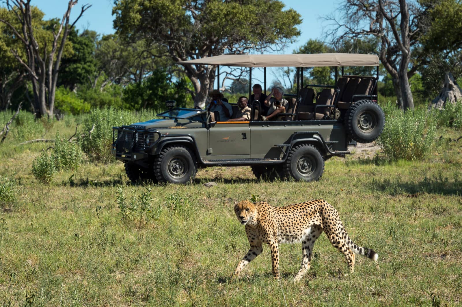 A cheetah sighting is always a highlight on a safari
