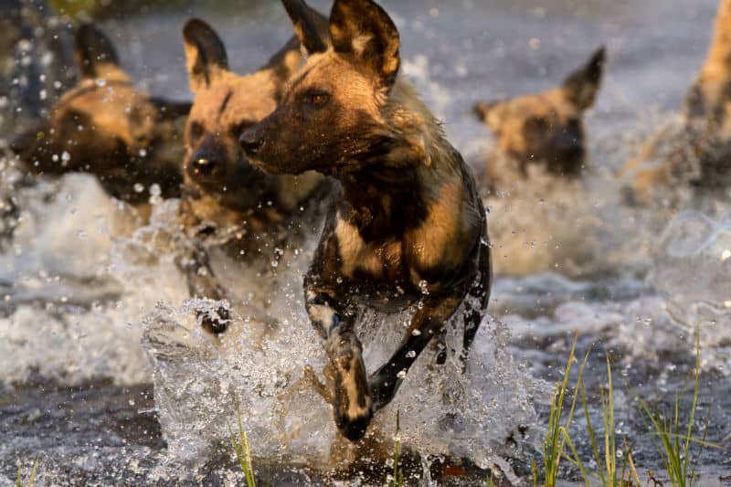 Pack of African Wild hunting dog viewed on game drive from Letaka