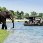 Elephant sighting up close on the Zambezi Queen