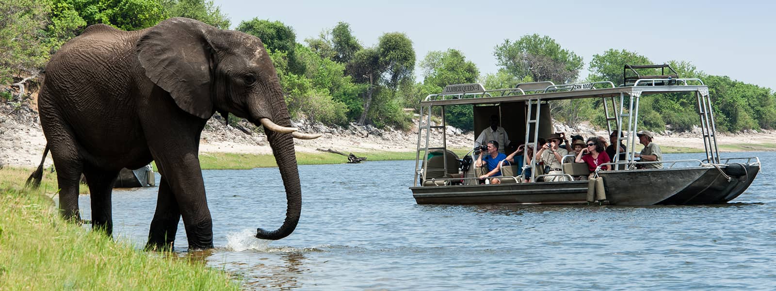 Zambezi Queen boat safari with elephants