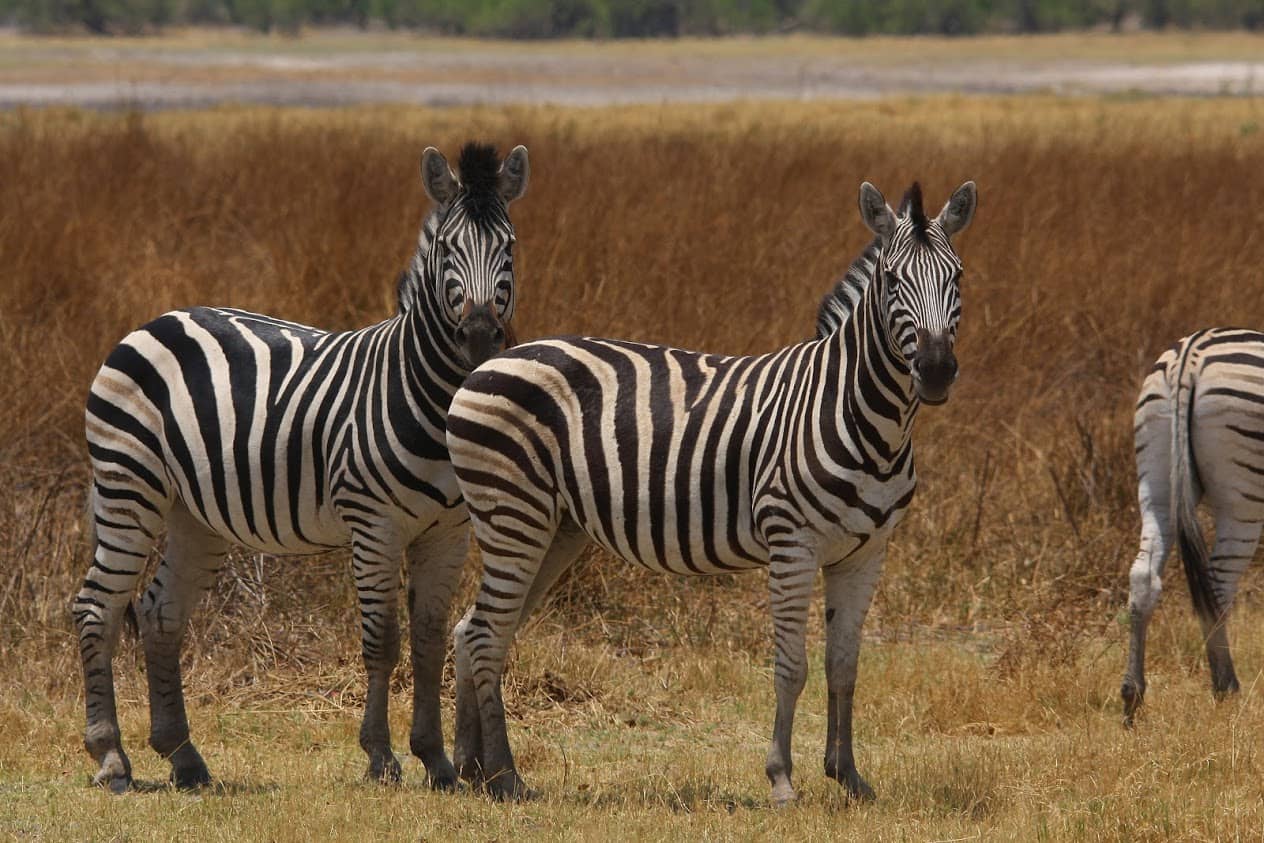 Plains loving Zebra as seen in Moremi Game Reserve
