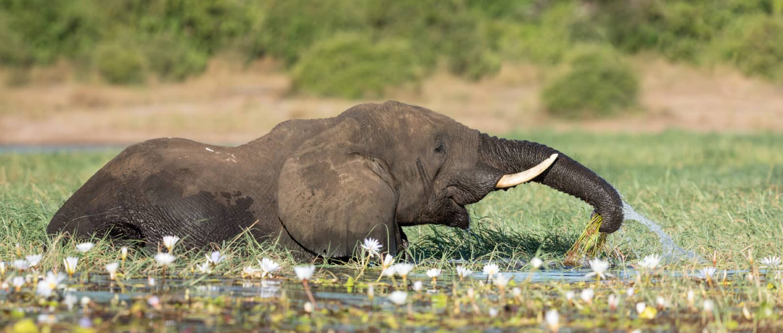 Elephant in the water of Abu concession