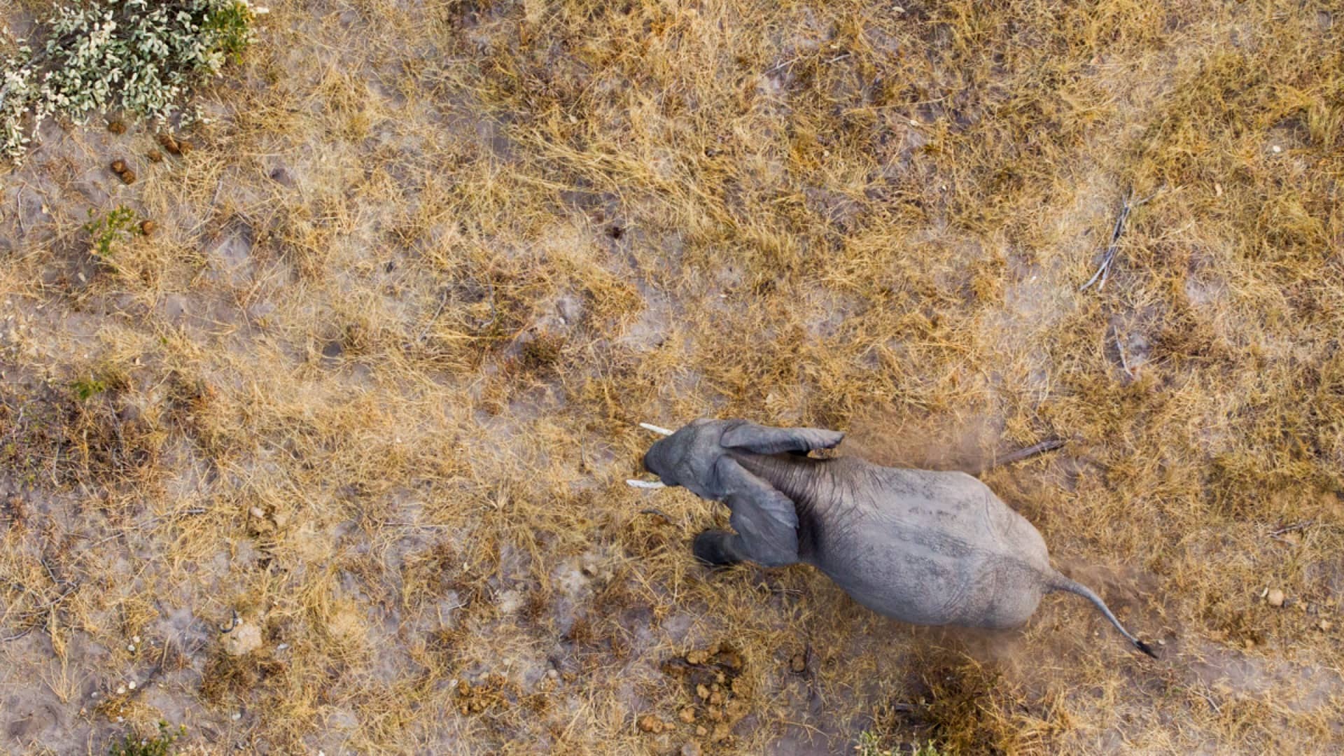 African Elephant as seen from a height