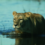 Duba lioness crosses a water channel in the Delta