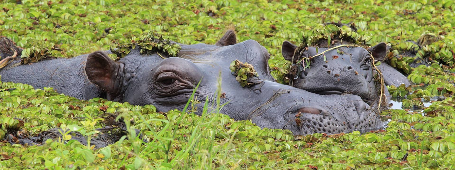 Hippo submerged in lilies in the okavango delta