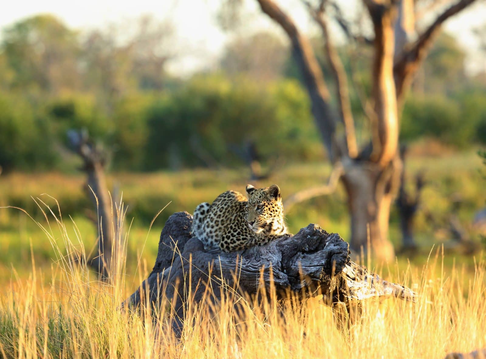 Leopard in the wilderness at Khwai Tented Camp