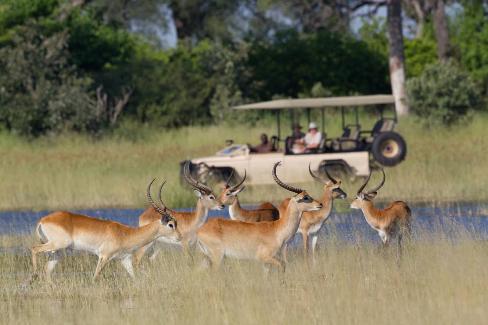 Guests indulge in a guided game drive i the Vumbura Concession