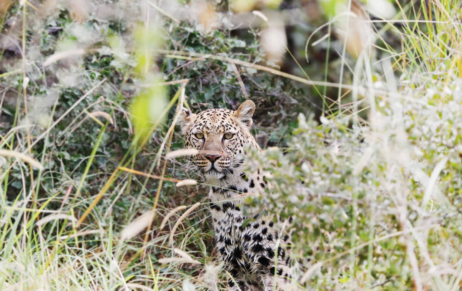 Predators such as Leopard are prolific in Norther grasslands of the Delta