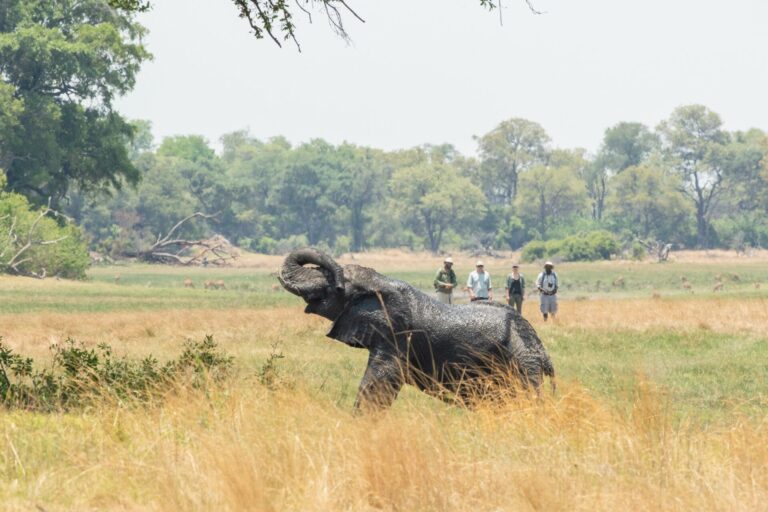 Beagle expeditions kweene trails walking safari