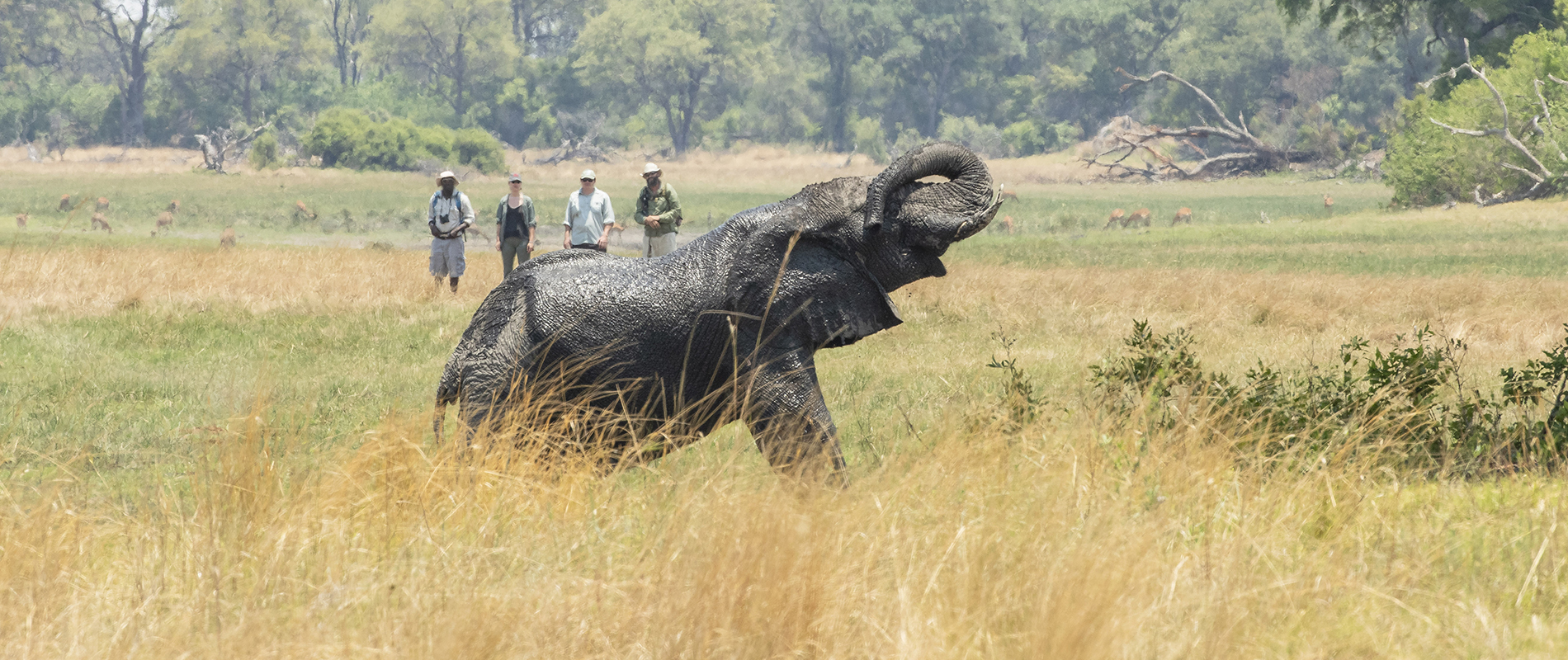Beagle expeditions walking safari with elephant