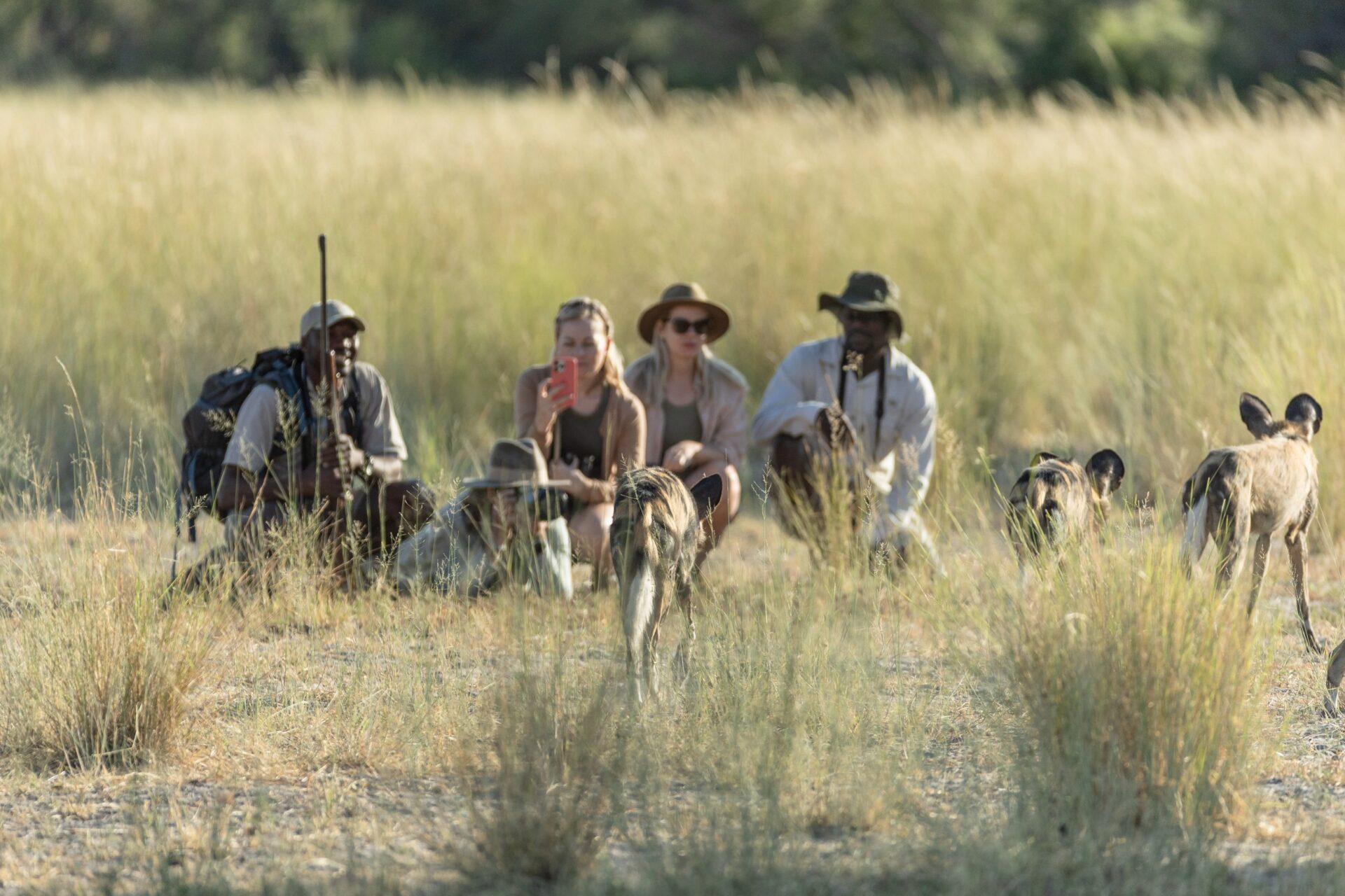 Beagle expeditions walking safari with wild dog