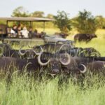 Beagle Expeditions game drive comes across a buffalo herd in the grassland