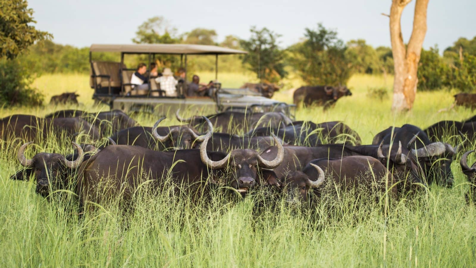Afternoon gane drive safari with African buffalo herd