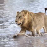A majestic young male lion as see by Beagle Expedition guests on safari