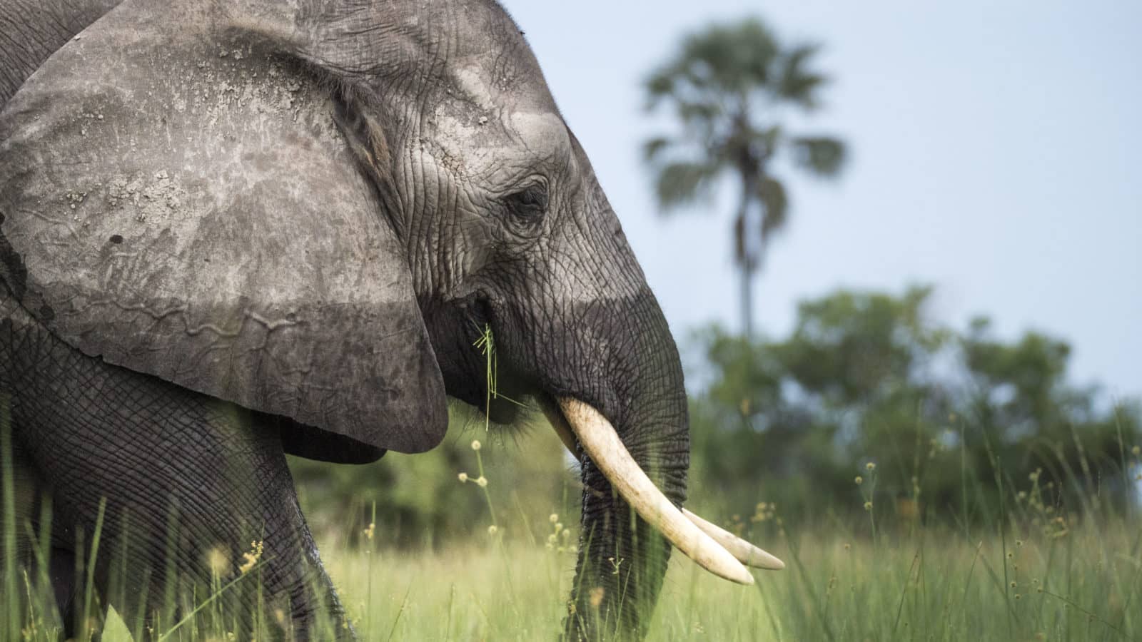 Elephant up close on safari with Beagle Expeditions