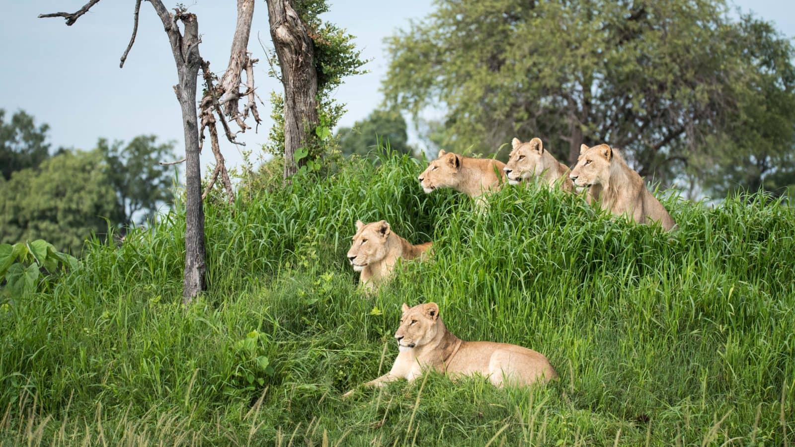 Lion pride overlooking the plains at Kweene