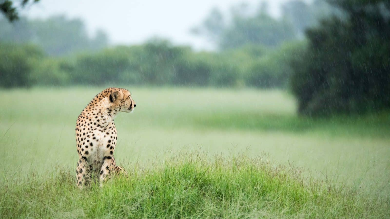 Resting cheetah as viewed on safari