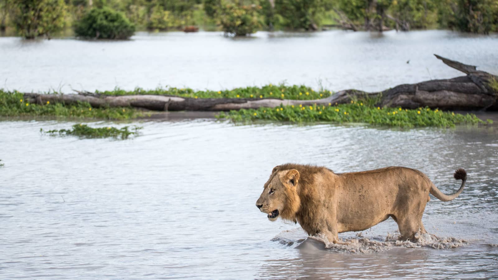 Lion sightings are always exciting on a Beagles Expeditions walking trail