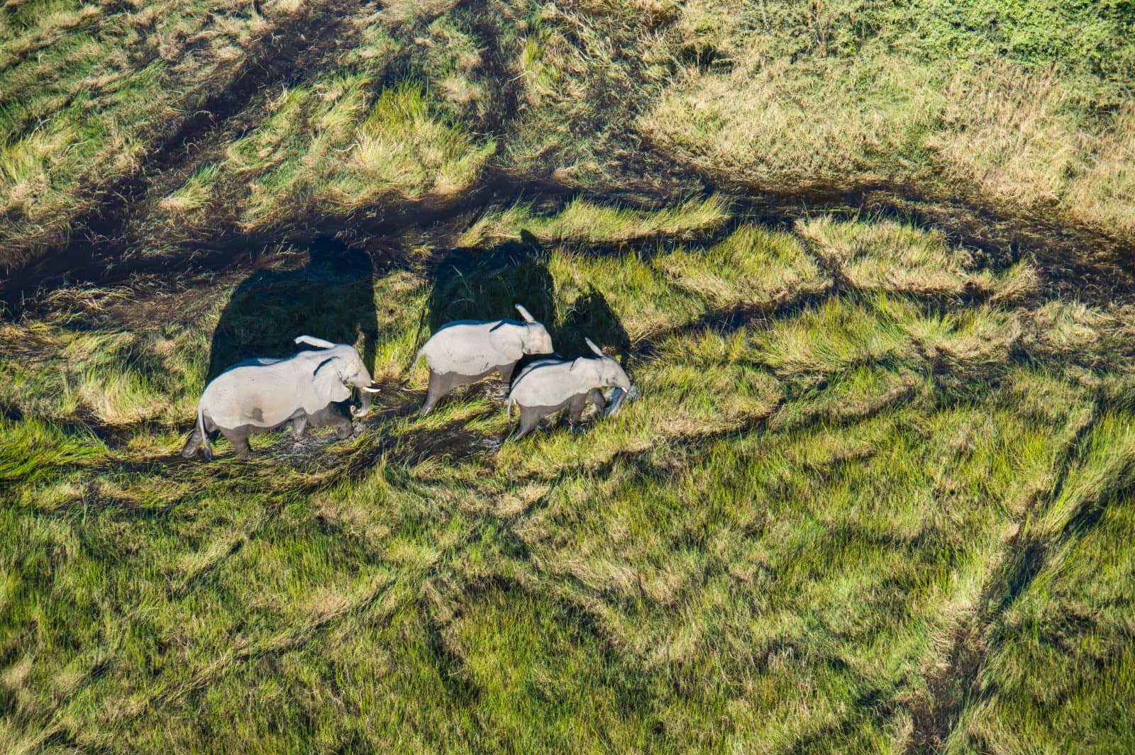 Elephants crossing the Delta as seen from above