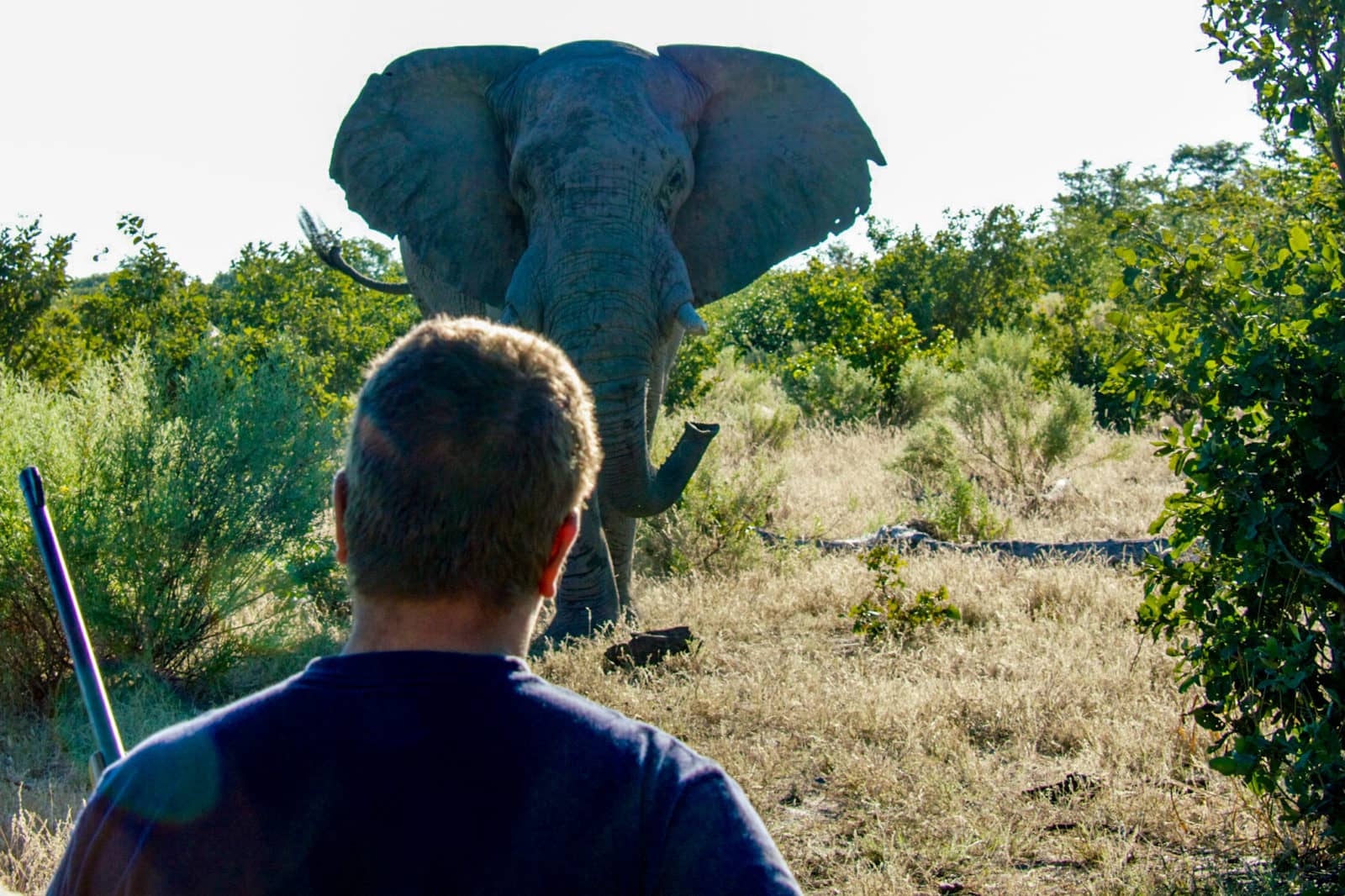 Guides at the African Academy frequently encounter dangerous animals on foot as part of their training