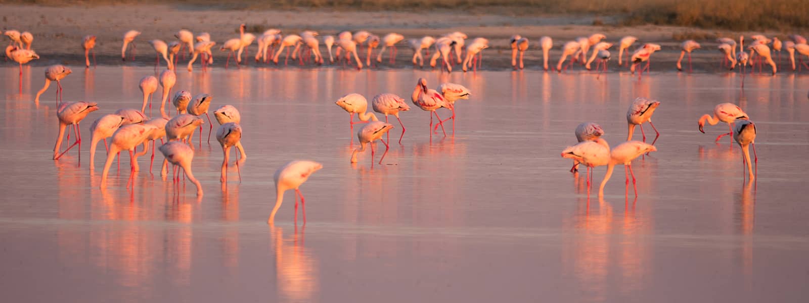 Flamingos at Nata Bird Sanctuary in the summer months