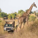 Ngoma game drive giraffe sighting