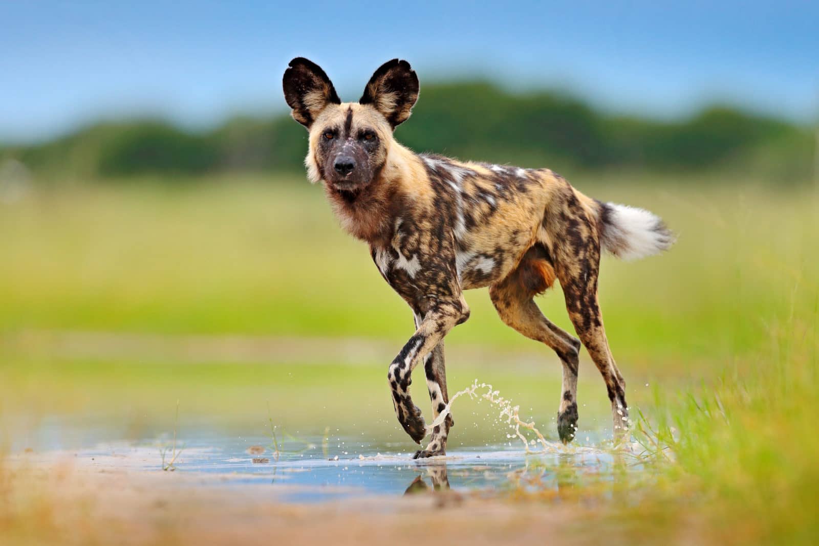 Okavango Wildlife includes the rare wild dog