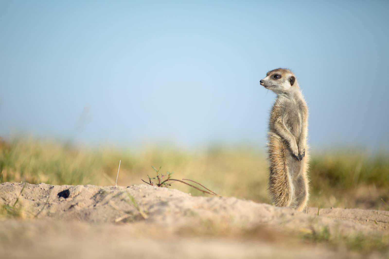 Meerkat in Botswana