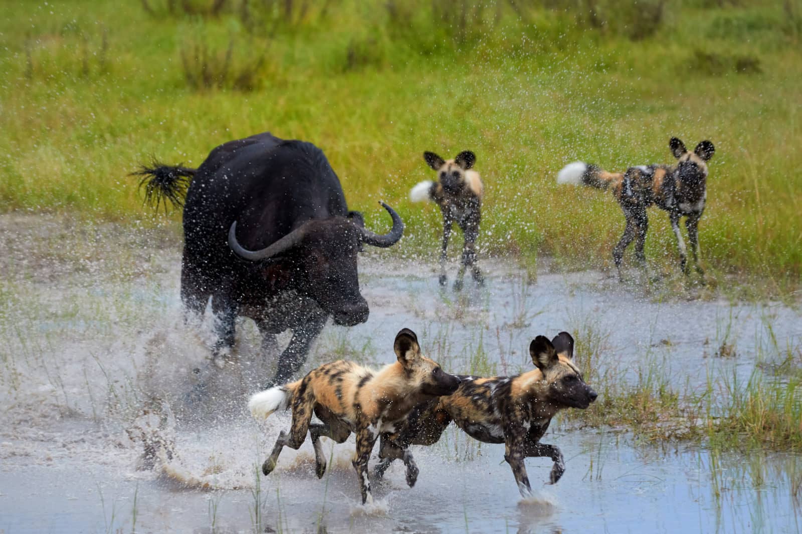 Buffalo calf hunt in action in Moremi