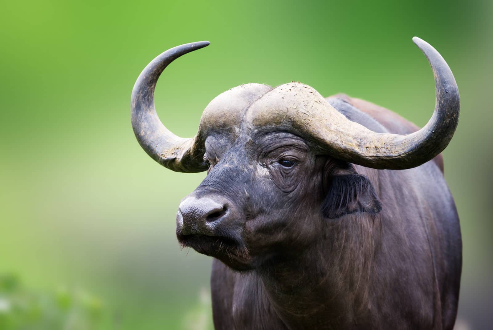 African Buffalo stands proud as seen on a trans-Okavango boating safari