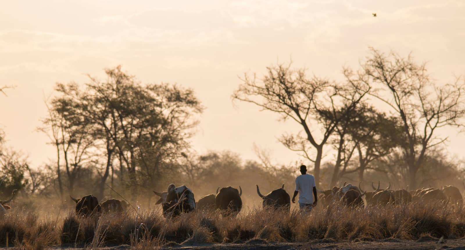 Cattle herding in an Okavango village