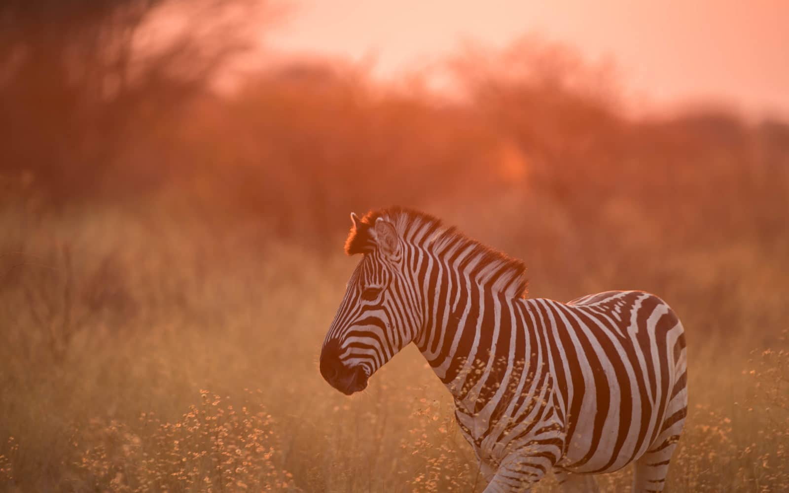 The Kalahari is one of the best places in Botswana for photographers