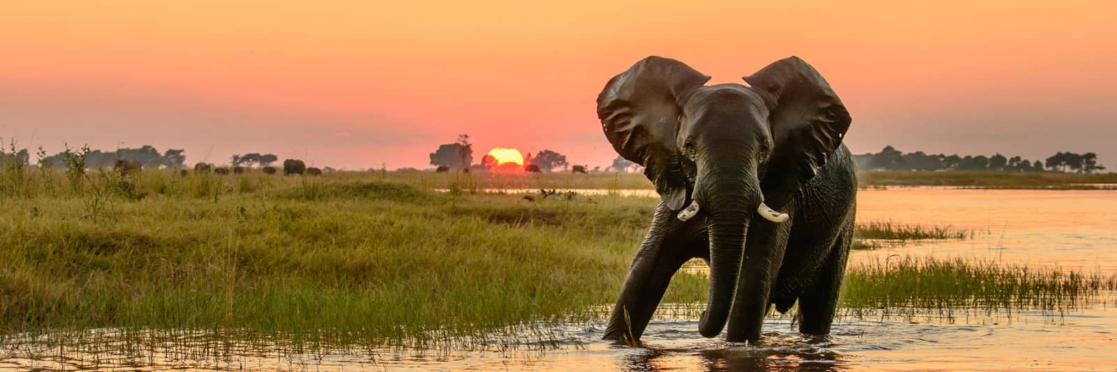 Elephant at sunset in the Okavango Delta