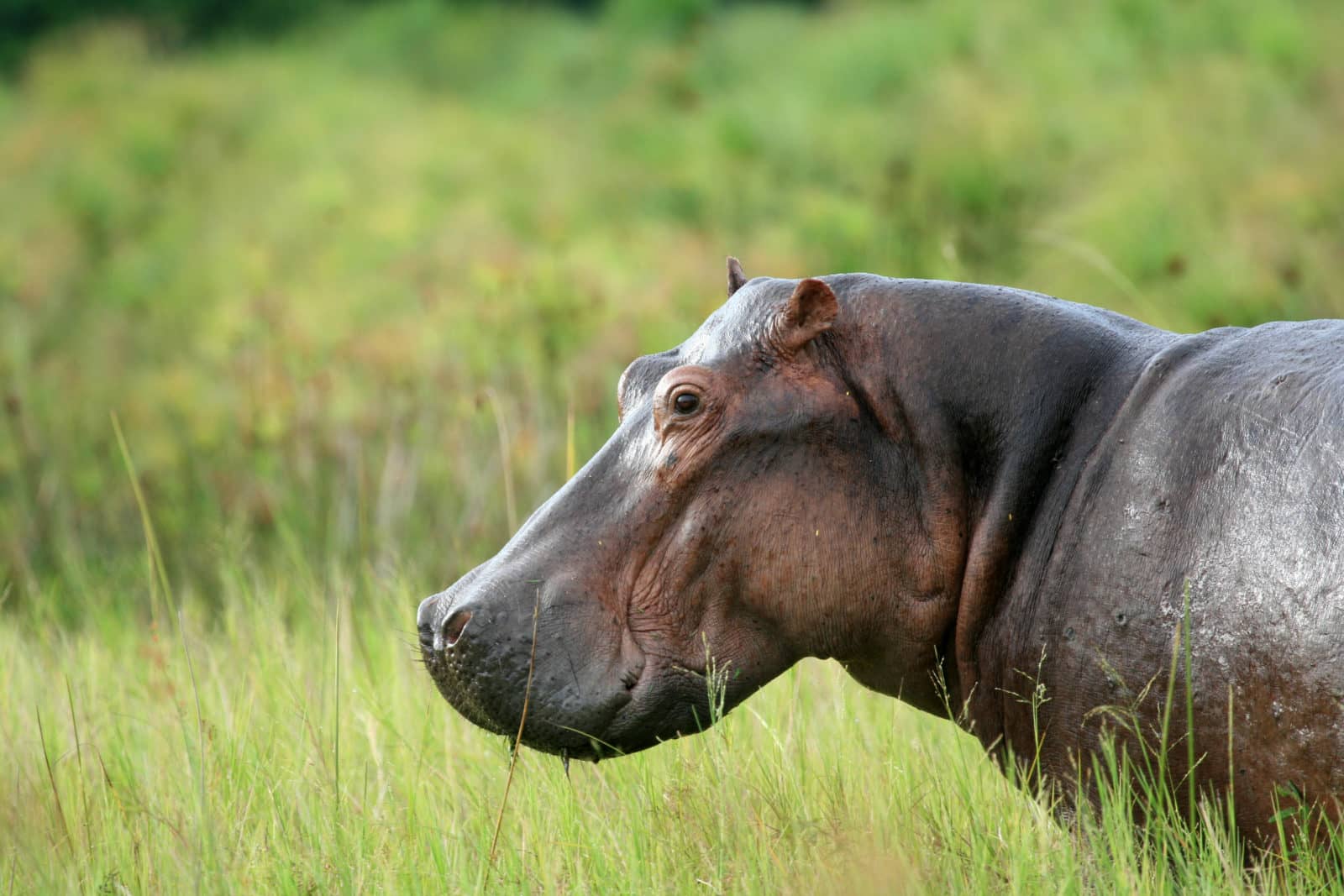 Hippos and hippo pods are encountered frequently in the Okavango Delta