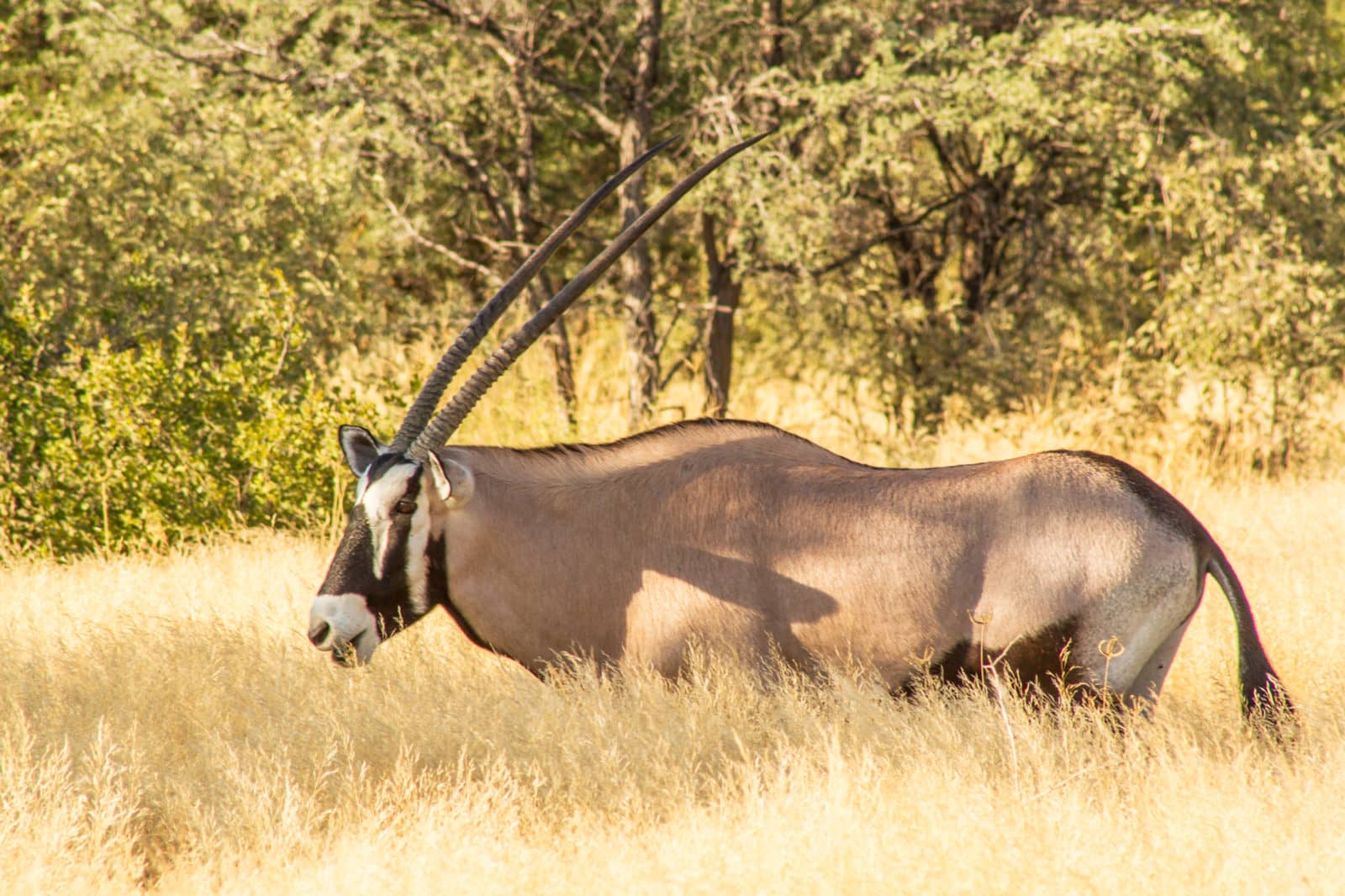 The Okavango delta is formed as the waters flow into the sands of the kalahari desert