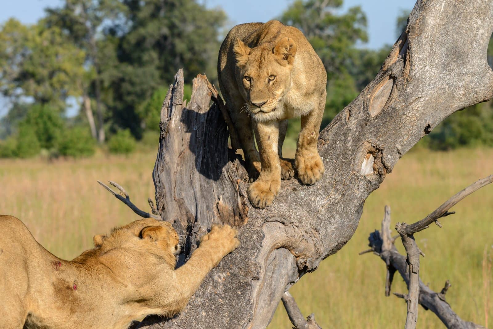 Pair adult lionesses as seen in the Okavango delta