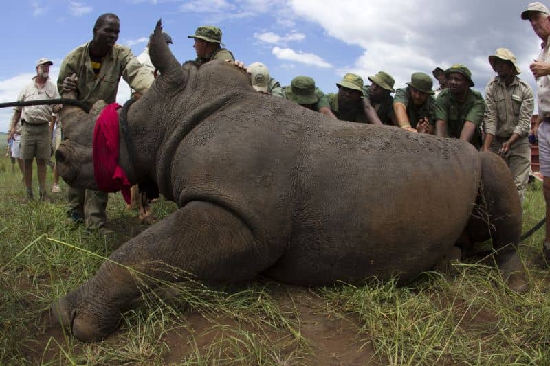 Sustainable tourismprojects include Rhinos without borders conservation