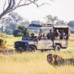 Lion sighting from Walk Botswana safari vehicle