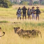 Walk Botswana Safaris - lion