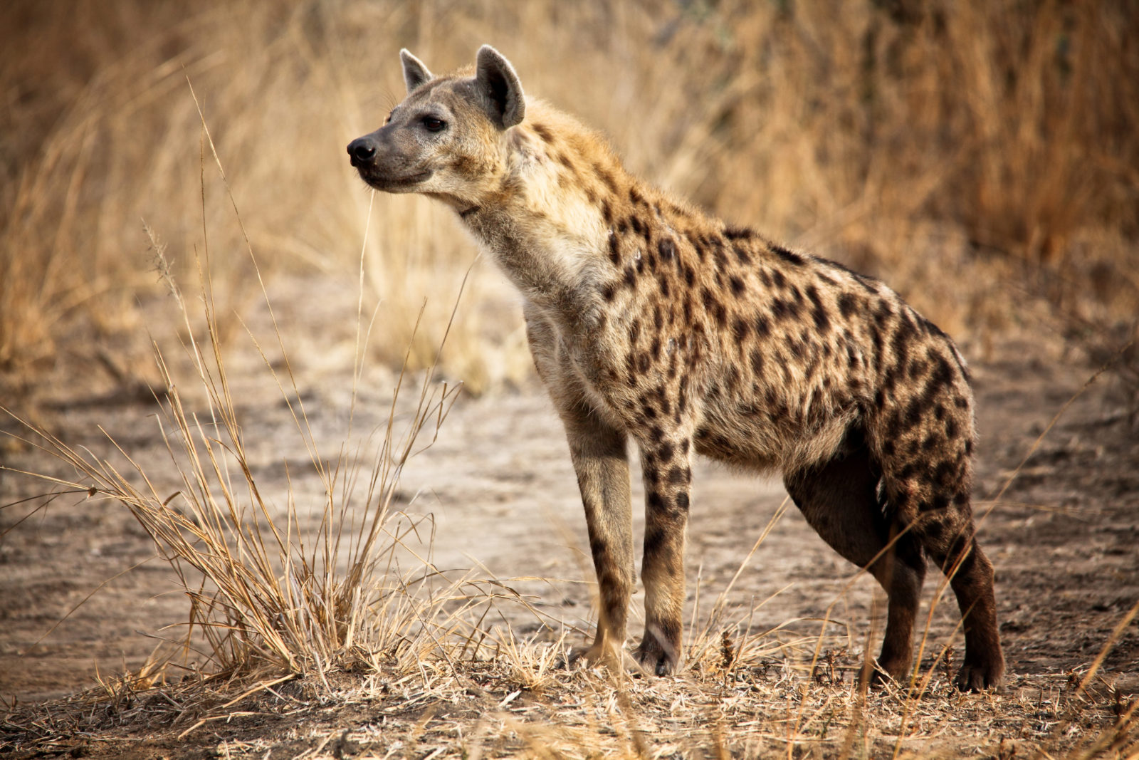 Curious hyaena stands to attention on safari in Moremi Game Reserve