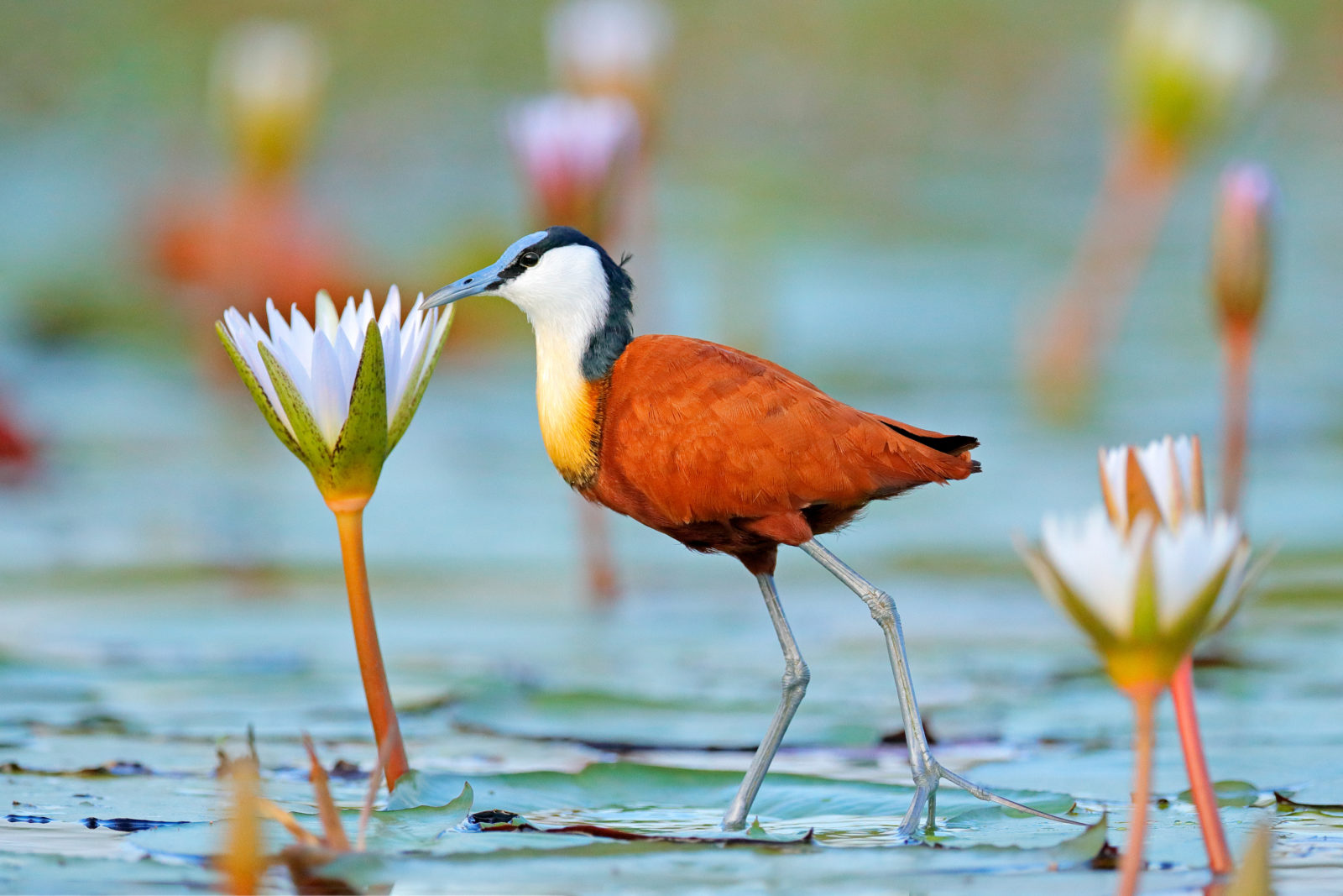 Birding in the Okavango Delta includes African jacana