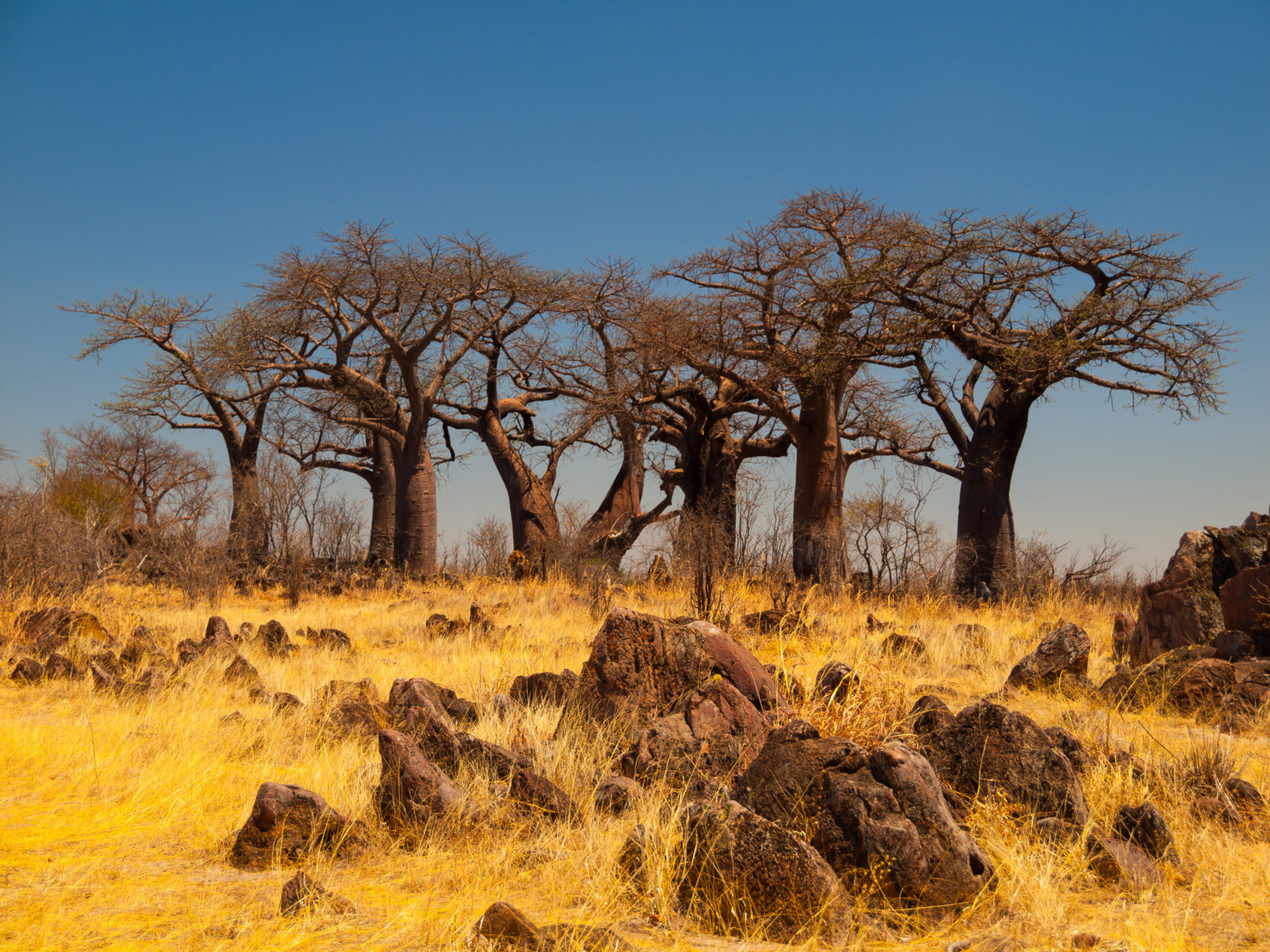 Scenic Baobab landscape close to Savute