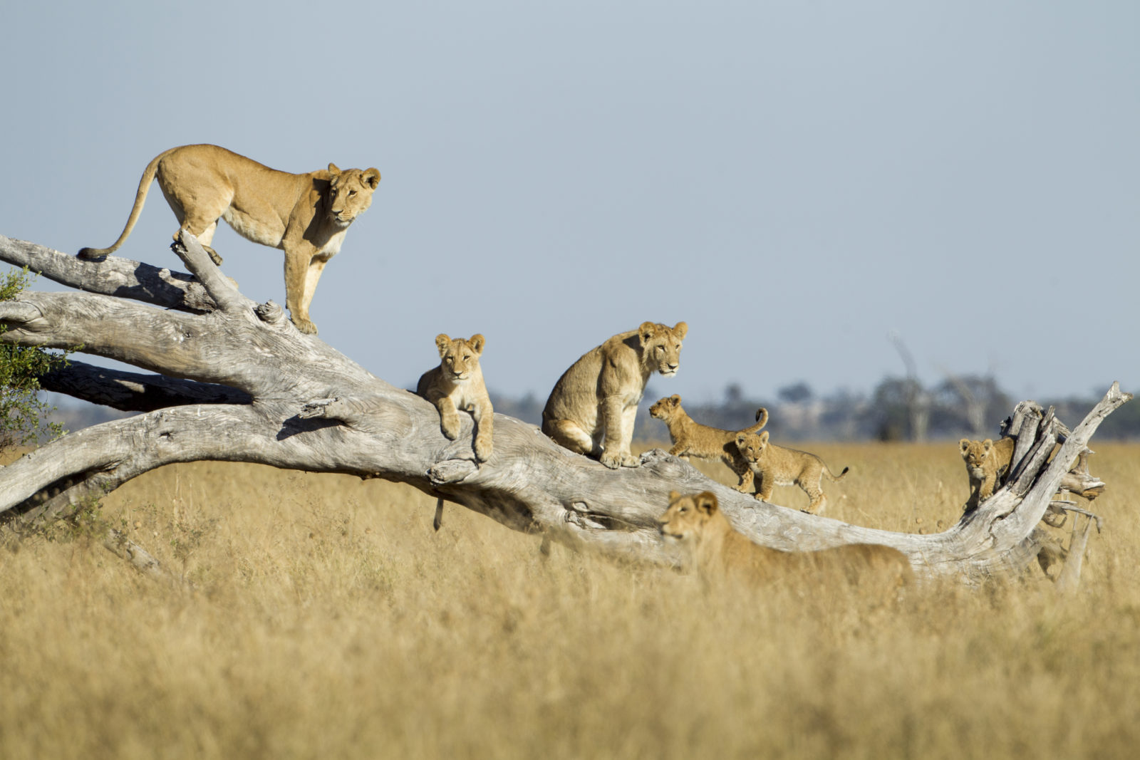 Curious lions navigate a dead tree branch in Chobe National Park