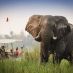 Elephant bull greets guests on Endeavour safaris boat adventure