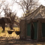 Elephant visitor to the Endeavour Safaris Camp