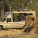 Lion sighting with Endeavor Safaris in the Okavango Delta