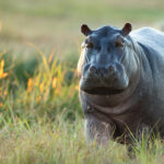 Safari guests witness hippo running through the grass towards water