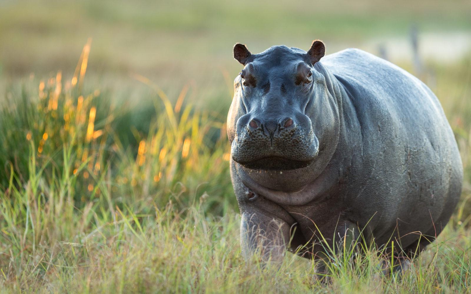 Safari guests witness hippo running through the grass towards water